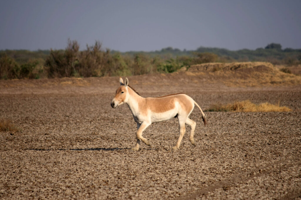 Little Rann of Kutch patdi, wanderama